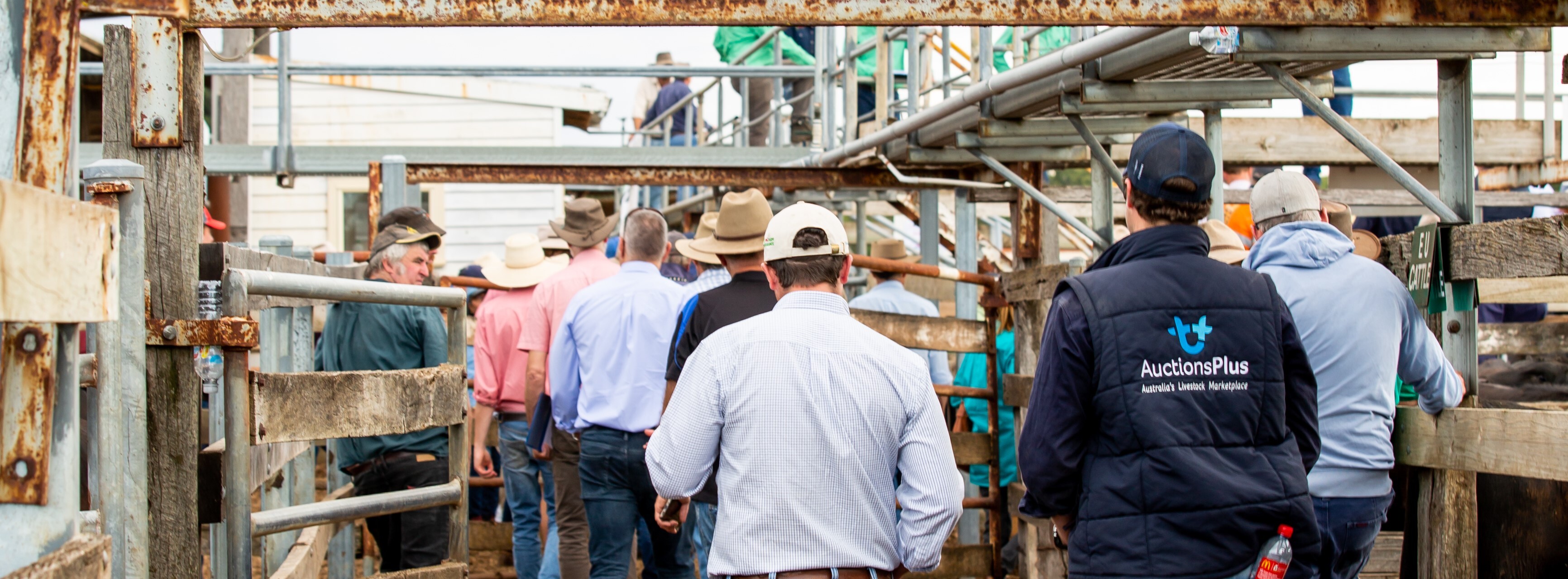 auctionsplus-2